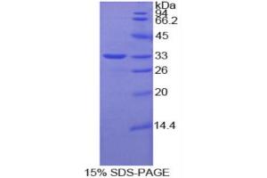 SDS-PAGE (SDS) image for Selenoprotein P1, Plasma (SEPP1) (AA 60-299) protein (His tag) (ABIN1880016)
