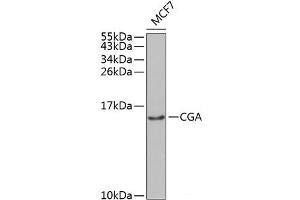 Western blot analysis of extracts of MCF-7 cells using CGA Polyclonal Antibody at dilution of 1:1000. (CGA Antikörper)