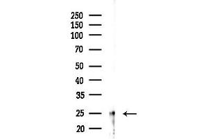 anti-Claudin 14 (CLDN14) (C-Term) antibody