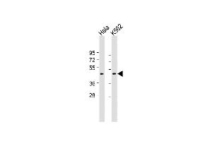 All lanes : Anti-Myostatin (GDF8) Antibody (N-term) at 1:2000 dilution Lane 1: Hela whole cell lysate Lane 2: K562 whole cell lysate Lysates/proteins at 20 μg per lane. (MSTN Antikörper  (N-Term))
