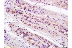 Formalin-fixed and paraffin embedded mouse stomach labeled with Anti-Anterior Gradient 2 Polyclonal Antibody, Unconjugated (ABIN710021) at 1:200 followed by conjugation to the secondary antibody and DAB staining. (AGR2 Antikörper  (AA 51-150))