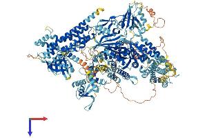 PREX2 Protein (AA 1-1598) (His tag)