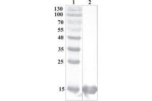 Western Blot testing of anti-CDNF monoclonal antibody (7D6). (CDNF Antikörper)