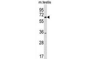 SRRM3 Antibody (Center) (ABIN1881834 and ABIN2838686) western blot analysis in mouse testis tissue lysates (35 μg/lane). (SRRM3 Antikörper  (AA 264-291))