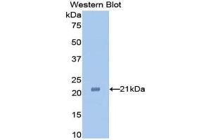 Western Blotting (WB) image for anti-Tumor Necrosis Factor alpha (TNF alpha) (AA 63-233) antibody (ABIN2119685) (TNF alpha Antikörper  (AA 63-233))