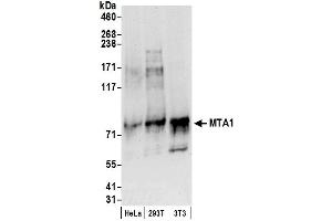 Western Blotting (WB) image for anti-Metastasis Associated 1 (MTA1) (AA 400-450) antibody (ABIN7454605)