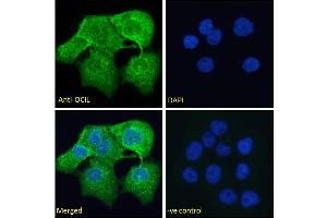 ABIN6391372 Immunofluorescence analysis of paraformaldehyde fixed A431 cells, permeabilized with 0. (CLEC2D Antikörper  (Internal Region))