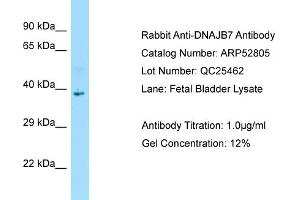 Western Blotting (WB) image for anti-DnaJ (Hsp40) Homolog, Subfamily B, Member 7 (DNAJB7) (C-Term) antibody (ABIN970531) (DNAJB7 Antikörper  (C-Term))