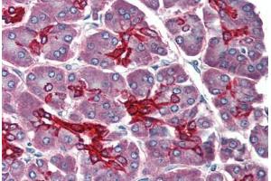 Human Pancreas (formalin-fixed, paraffin-embedded) stained with KRT19 antibody ABIN396942 at 10 ug/ml followed by biotinylated anti-mouse IgG secondary antibody ABIN481714, alkaline phosphatase-streptavidin and chromogen. (Cytokeratin 19 Antikörper)