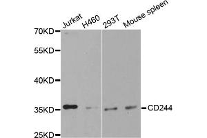 Western blot analysis of extracts of various cell lines, using CD244 antibody. (2B4 Antikörper)