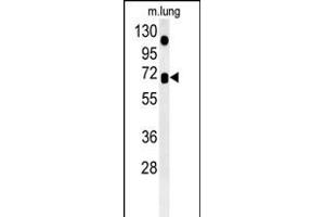 ASB15 Antibody (Center) (ABIN6243588 and ABIN6578965) western blot analysis in mouse lung tissue lysates (35 μg/lane). (ASB15 Antikörper  (AA 258-287))