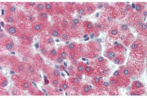 Immunohistochemistry (IHC) image for anti-D Site of Albumin Promoter (Albumin D-Box) Binding Protein (DBP) (Middle Region) antibody (ABIN2777367)