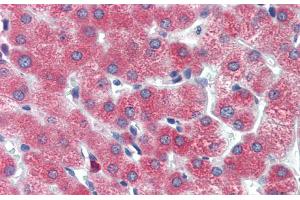 Immunohistochemistry with Human Liver cell lysate tissue at an antibody concentration of 5. (DBP Antikörper  (Middle Region))