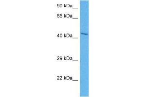 Host:  Rabbit  Target Name:  HOMER1  Sample Tissue:  Mouse Brain  Antibody Dilution:  1ug/ml (HOMER1 Antikörper  (N-Term))