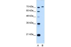 GPAA1 antibody used at 0. (GPAA1 Antikörper)