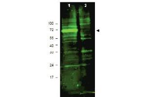 Western blot using antibody ABIN118015 shows detection of a band ~72 kDa corresponding to mouse Hif3a (arrowhead). (HIF3A Antikörper  (AA 581-592))