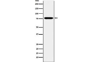 Western blot analysis of KIF3A expression in SH-SY5Y cell lysate.