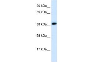 Western Blotting (WB) image for anti-Acetylcholine Receptor Subunit alpha (CHRNA1) antibody (ABIN2463767) (CHRNA1 Antikörper)