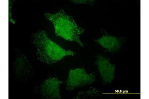 Immunofluorescence (IF) image for anti-EH-Domain Containing 3 (EHD3) (AA 357-406) antibody (ABIN565474)