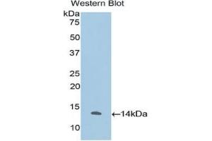 Detection of Recombinant IL33, Human using Polyclonal Antibody to Interleukin 33 (IL33) (IL-33 Antikörper)