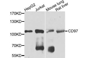 Western blot analysis of extracts of various cell lines, using CD97 antibody (ABIN5971965) at 1/1000 dilution. (CD97 Antikörper)