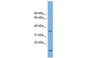 Image no. 1 for anti-Lix1 Homolog Like (LIX1L) (N-Term) antibody (ABIN6745015) (LIX1L Antikörper  (N-Term))