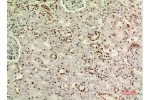 Immunohistochemistry (IHC) analysis of paraffin-embedded Human Kidney, antibody was diluted at 1:100. (MORG1 Antikörper  (Internal Region))