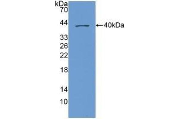 CXCL1 Antikörper  (AA 35-107)