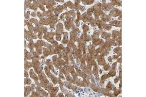 Immunohistochemical staining of human liver with GAB3 polyclonal antibody  shows moderate cytoplasmic positivity in hepatocytes. (GAB3 Antikörper)
