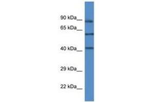 Image no. 1 for anti-Mitogen-Activated Protein Kinase 12 (MAPK12) (AA 289-338) antibody (ABIN6746453) (MAPK12 Antikörper  (AA 289-338))