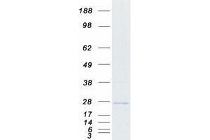 Validation with Western Blot (MIF4GD Protein (Myc-DYKDDDDK Tag))