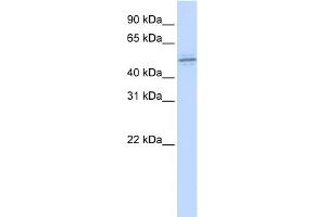WB Suggested Anti-ZNF701 Antibody Titration:  0. (ZNF701 Antikörper  (Middle Region))