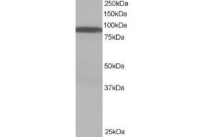 Western Blotting (WB) image for anti-Vacuolar Protein Sorting 35 (VPS35) (C-Term) antibody (ABIN2466441) (VPS35 Antikörper  (C-Term))