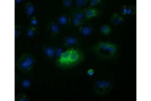 Anti-FSHB mouse monoclonal antibody (ABIN2453052) immunofluorescent staining of COS7 cells transiently transfected by pCMV6-ENTRY FSHB (RC214616). (FSHB Antikörper)