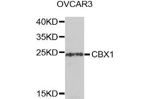 Western blot analysis of extracts of OVCAR3 cells, using CBX1 antibody. (CBX1 Antikörper)
