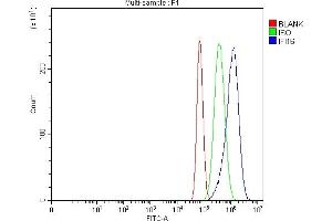 Flow Cytometry analysis of U87 cells using anti-IFI16 antibody (ABIN7600374). (IFI16 Antikörper  (AA 183-743))