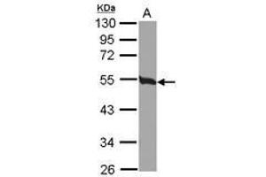 Image no. 2 for anti-Tubulin, beta 2C (TUBB2C) (Internal Region) antibody (ABIN1493535) (TUBB2C Antikörper  (Internal Region))