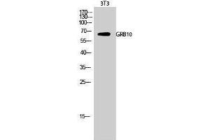 Western Blotting (WB) image for anti-Growth Factor Receptor-Bound Protein 10 (GRB10) (Ser428) antibody (ABIN3184930) (GRB10 Antikörper  (Ser428))