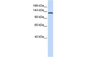 Western Blotting (WB) image for anti-Valyl-tRNA Synthetase (VARS) antibody (ABIN2458990)