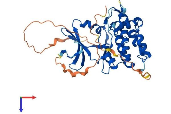 TRIB2 Protein (AA 1-343) (His tag)