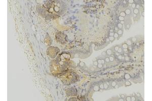 ABIN6279650 at 1/100 staining Mouse colon tissue by IHC-P. (PEX6 Antikörper  (C-Term))