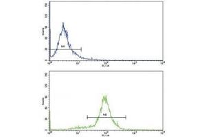 Flow cytometric analysis of HeLa cells using CCL2 antibody (bottom histogram) compared to a negative control (top histogram). (CCL2 Antikörper  (AA 62-89))