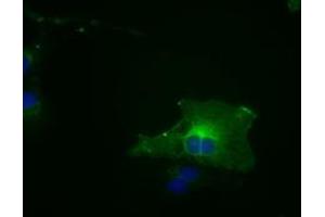 Image no. 11 for anti-Budding Uninhibited By Benzimidazoles 1 Homolog beta (Yeast) (BUB1B) antibody (ABIN1496995) (BUB1B Antikörper)