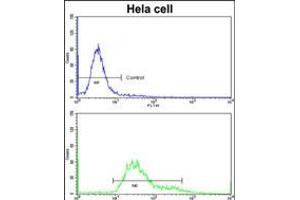 Flow cytometric analysis of hela cells using (bottom histogram) compared to a negative control cell (top histogram)FITC-conjugated goat-anti-rabbit secondary antibodies were used for the analysis. (PDIA6 Antikörper  (AA 236-264))