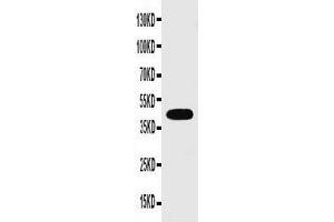 Anti-Connexin 43/GJA1 antibody, Western blottingWB: Rat Heart Tissue Lysate (Connexin 43/GJA1 Antikörper  (C-Term))