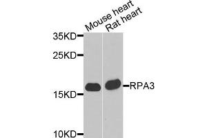 Western blot analysis of extracts of mouse heart and rat heart cells, using RPA3 antibody. (RPA3 Antikörper)