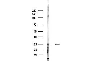 Western blot analysis of lysates from HepG2 cells, using TAS2R38 Antibody at 1/1000 dilution.