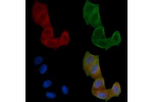 ABIN6259653 and ABIN6266917 staining Hela cells(24h of starvation treatment) by IF/ICC. (Serotonin Receptor 5A Antikörper  (Internal Region))