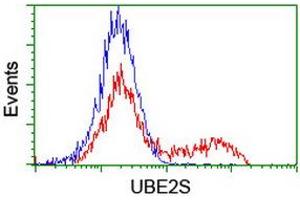 Image no. 1 for anti-Ubiquitin-Conjugating Enzyme E2S (UBE2S) antibody (ABIN1501644)
