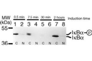 IκBα mAb tested by Western blot. (NFKBIA Antikörper  (AA 32-291))